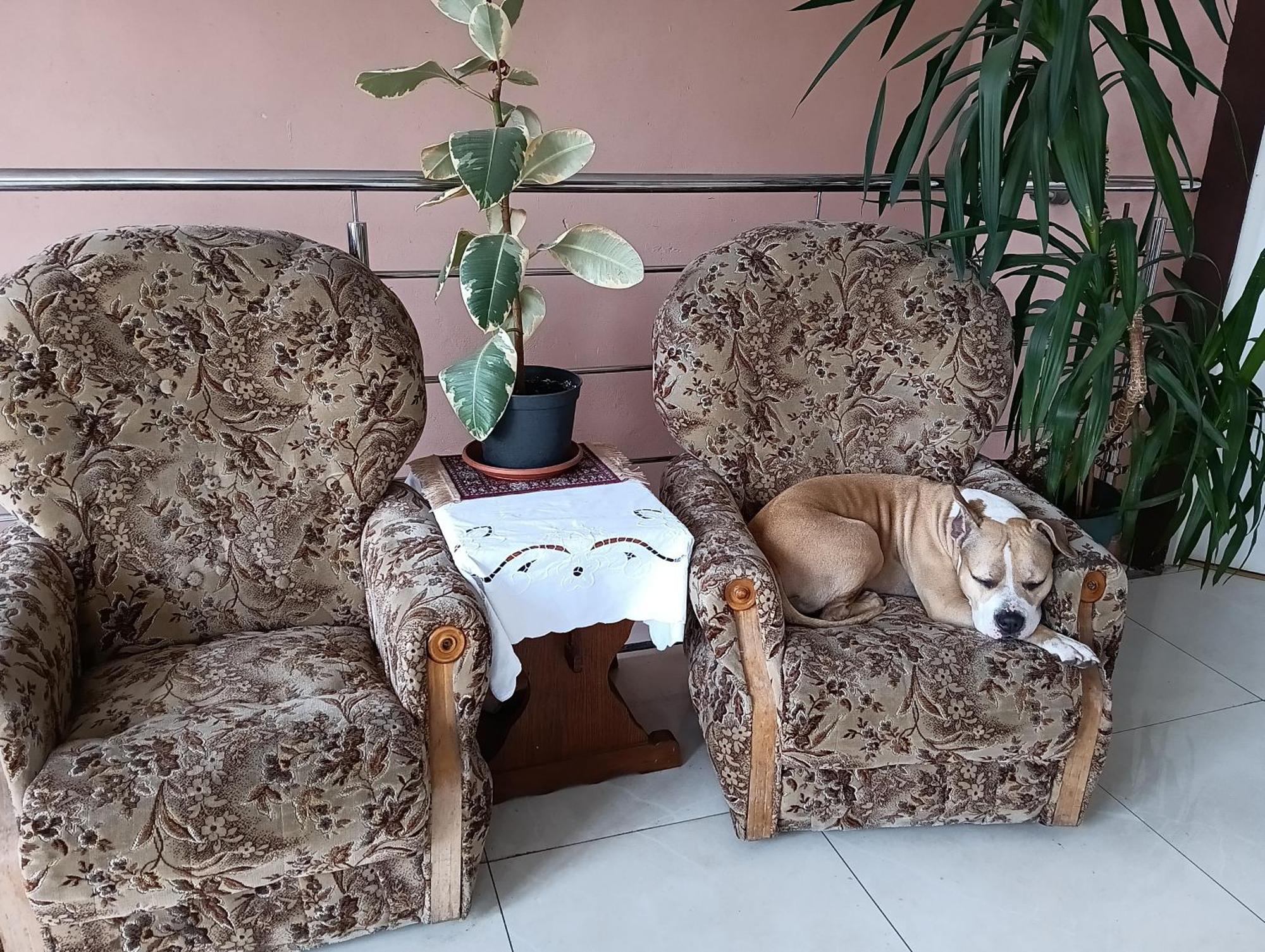 Noclegi Centrum Jelenia Góra Buitenkant foto
